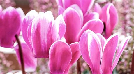 Top 15 garden centre plants: EPOS data November 2025